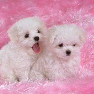 Meet your Posher, Esther